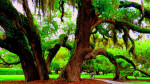 Live oak met Spaans mos op Jekyll Island